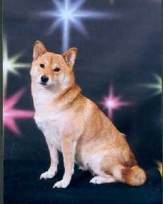 Shiba picture by David Lawrence Photography (408)265-5727 used with permission